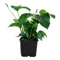 Tropica Anubias barteri var. caladiifolia XL Aquarium Plant for planted aquarium