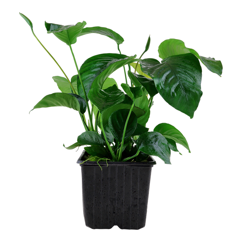 Tropica Anubias barteri var. caladiifolia XL Aquarium Plant for planted aquarium