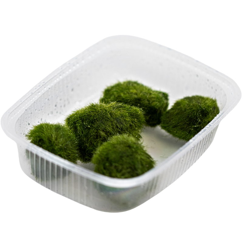 Tropica Aegagropila linnaei Aquarium Moss Portion for planted aquarium