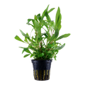 Tropica Hygrophila corymbosa 'Siamensis 53B' Potted Aquarium Plant for planted aquarium