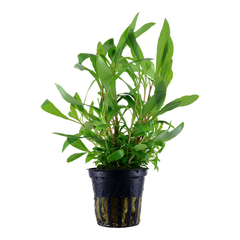 Tropica Hygrophila corymbosa 'Siamensis 53B' Potted Aquarium Plant for planted aquarium