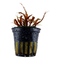 Tropica Cryptocoryne albida 'Brown' Potted Aquarium Plant for planted aquarium
