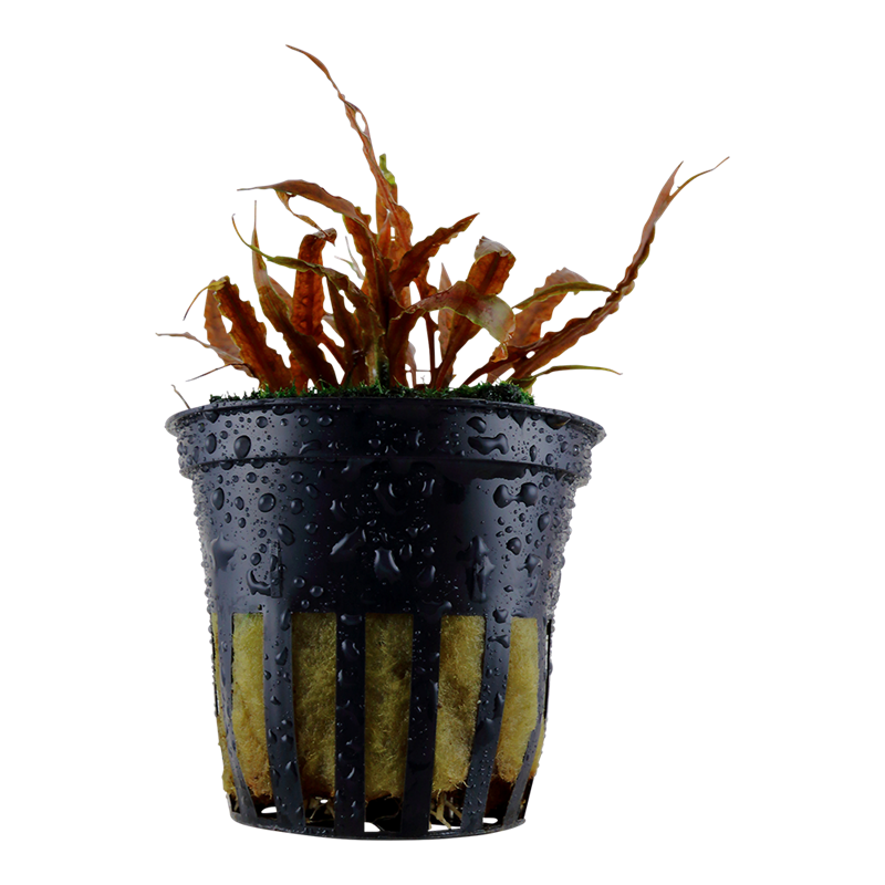 Tropica Cryptocoryne albida 'Brown' Potted Aquarium Plant for planted aquarium