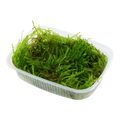 Tropica Taxiphyllum sp. 'Spiky Moss' Aquarium Moss Portion for planted aquarium