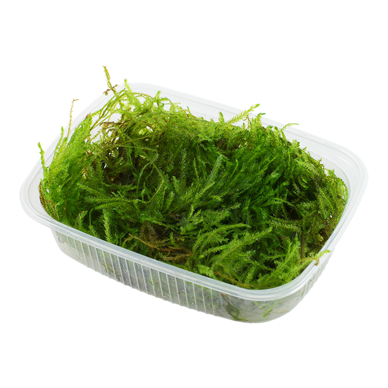 Tropica Taxiphyllum sp. 'Spiky Moss' Aquarium Moss Portion for planted aquarium
