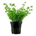 Tropica Micranthemum umbrosum Potted Aquarium Plant for planted aquarium