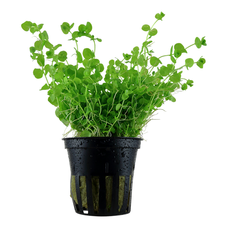 Tropica Micranthemum umbrosum Potted Aquarium Plant for planted aquarium