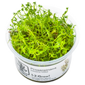 Tropica Proserpinaca palustris 'Cuba' 1-2-Grow Tissue Culture for planted aquarium