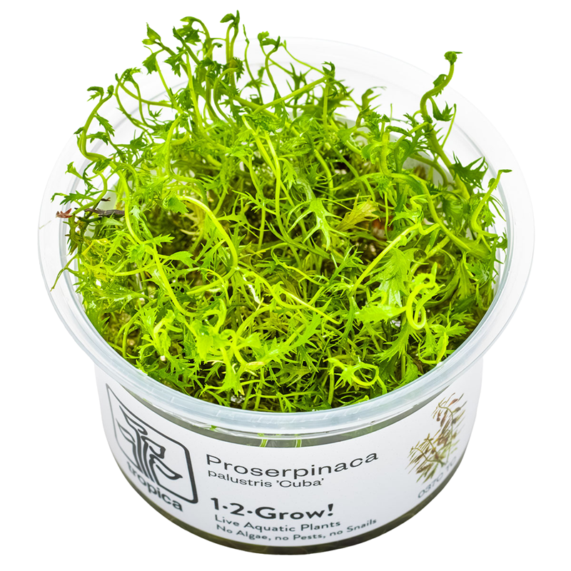 Tropica Proserpinaca palustris 'Cuba' 1-2-Grow Tissue Culture for planted aquarium