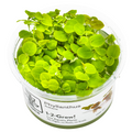Tropica Phyllanthus fluitans Floating plant 1-2-Grow Tissue Culture for planted aquarium