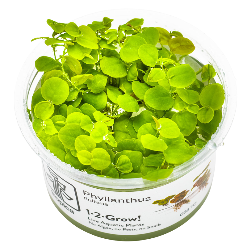Tropica Phyllanthus fluitans Floating plant 1-2-Grow Tissue Culture for planted aquarium