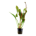 Tropica Echinodorus 'Red Diamond' Potted Aquarium Plant for planted aquarium