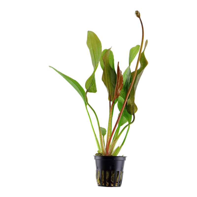 Tropica Echinodorus 'Red Diamond' Potted Aquarium Plant for planted aquarium