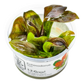 Tropica Echinodorus 'Reni' 1-2-Grow Tissue Culture for planted aquarium