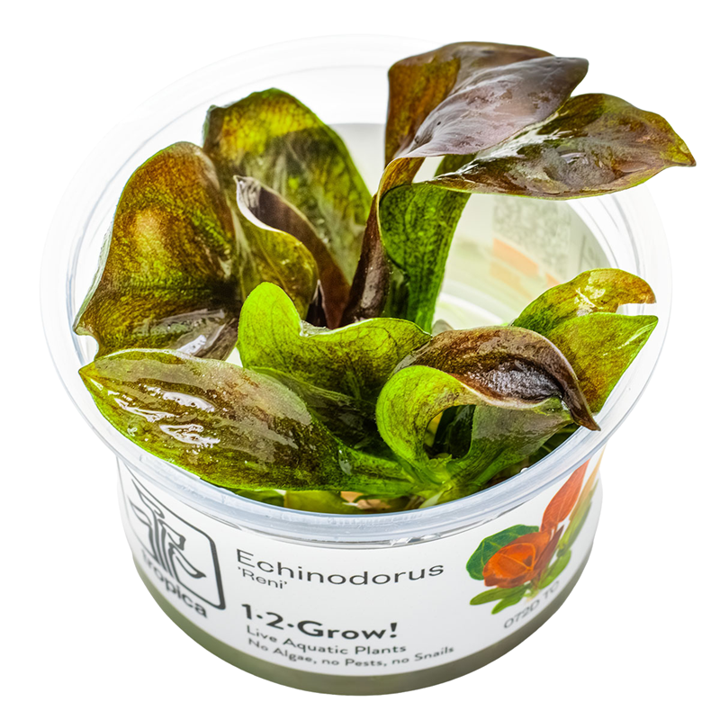 Tropica Echinodorus 'Reni' 1-2-Grow Tissue Culture for planted aquarium