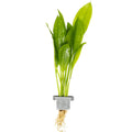 Tropica Echinodorus grisebachii 'Bleherae' Aquarium Plant Clip for planted aquarium