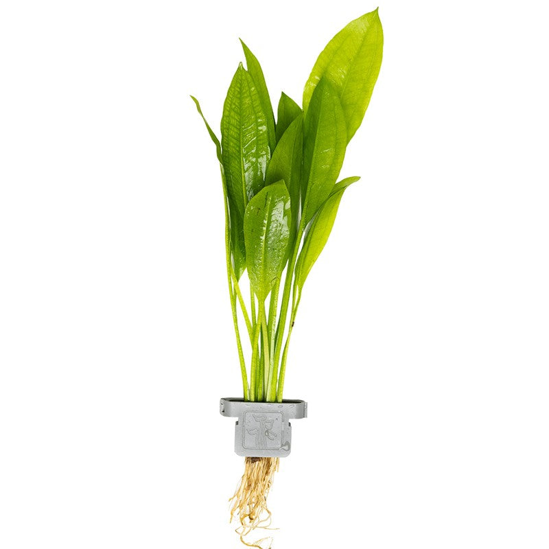 Tropica Echinodorus grisebachii 'Bleherae' Aquarium Plant Clip for planted aquarium
