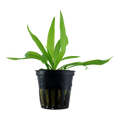 Tropica Helanthium bolivianum 'Quadricostatus' Potted Aquarium Plant for planted aquarium