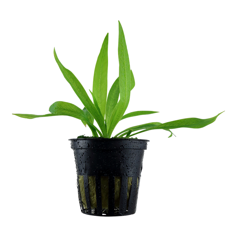 Tropica Helanthium bolivianum 'Quadricostatus' Potted Aquarium Plant for planted aquarium