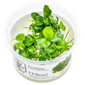 Tropica Anubias barteri 'Mini Coin' 1-2-Grow Tissue Culture for planted aquarium