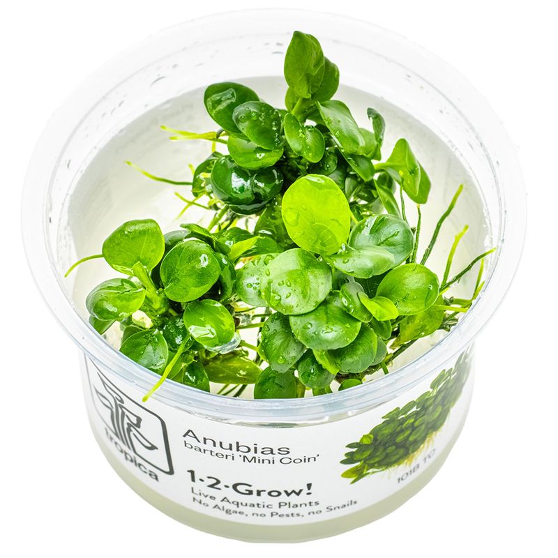 Tropica Anubias barteri 'Mini Coin' 1-2-Grow Tissue Culture for planted aquarium