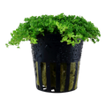 Tropica Micranthemum callitrichoides ´Cuba´ Potted Aquarium Plant for planted aquarium