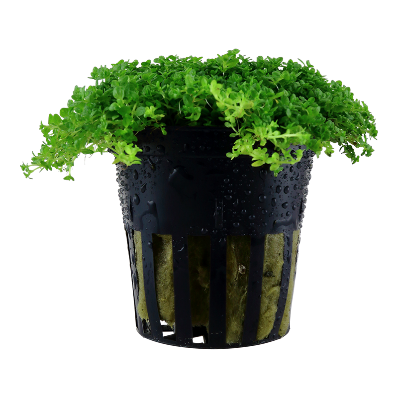 Tropica Micranthemum callitrichoides ´Cuba´ Potted Aquarium Plant for planted aquarium
