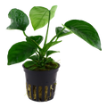Tropica Anubias barteri caladiifolia Potted Aquarium Plant for planted aquarium