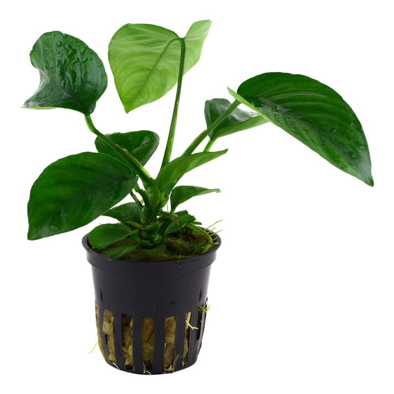 Tropica Anubias barteri caladiifolia Potted Aquarium Plant for planted aquarium