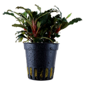 Tropica Bucephalandra sp. 'Red' Potted Aquarium Plant for planted aquarium