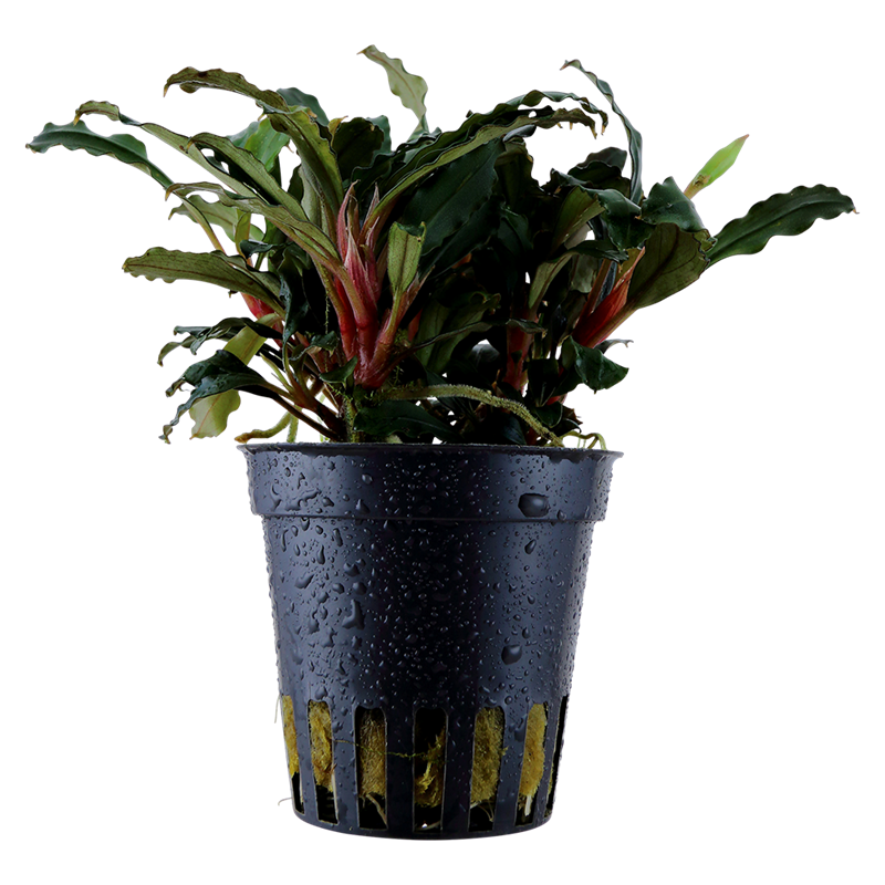 Tropica Bucephalandra sp. 'Red' Potted Aquarium Plant for planted aquarium