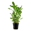 Tropica Ammannia crassicaulis Potted Aquarium Plant for planted aquarium
