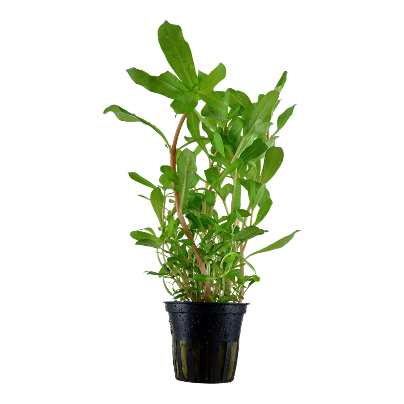 Tropica Ammannia crassicaulis Potted Aquarium Plant for planted aquarium