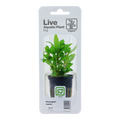 Tropica Staurogyne repens Potted Aquarium Plant for planted aquarium