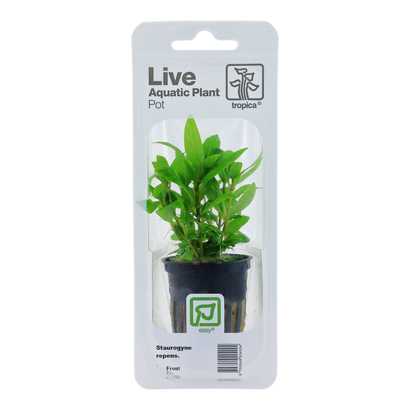 Tropica Staurogyne repens Potted Aquarium Plant for planted aquarium