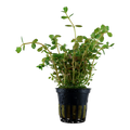 Tropica Rotala rotundifolia Potted Aquarium Plant for planted aquarium