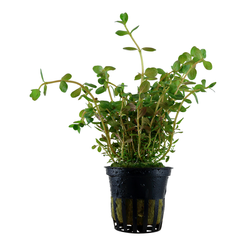 Tropica Rotala rotundifolia Potted Aquarium Plant for planted aquarium