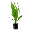 Tropica Echinodorus grisebachii 'Bleherae' Potted Aquarium Plant for planted aquarium