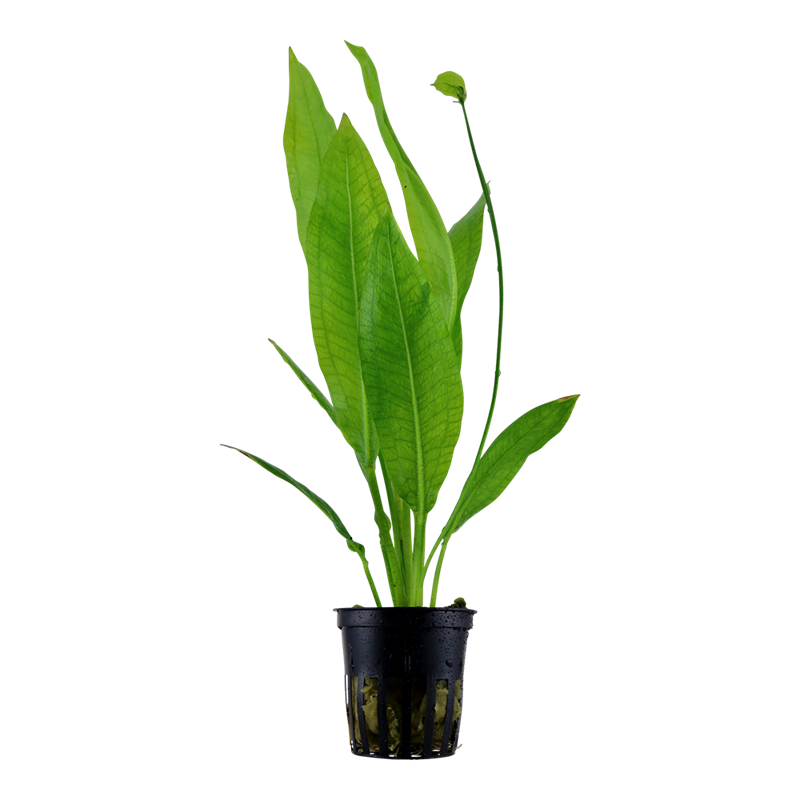 Tropica Echinodorus grisebachii 'Bleherae' Potted Aquarium Plant for planted aquarium
