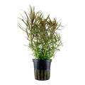Tropica Pogostemon stellatus Potted Aquarium Plant for planted aquarium