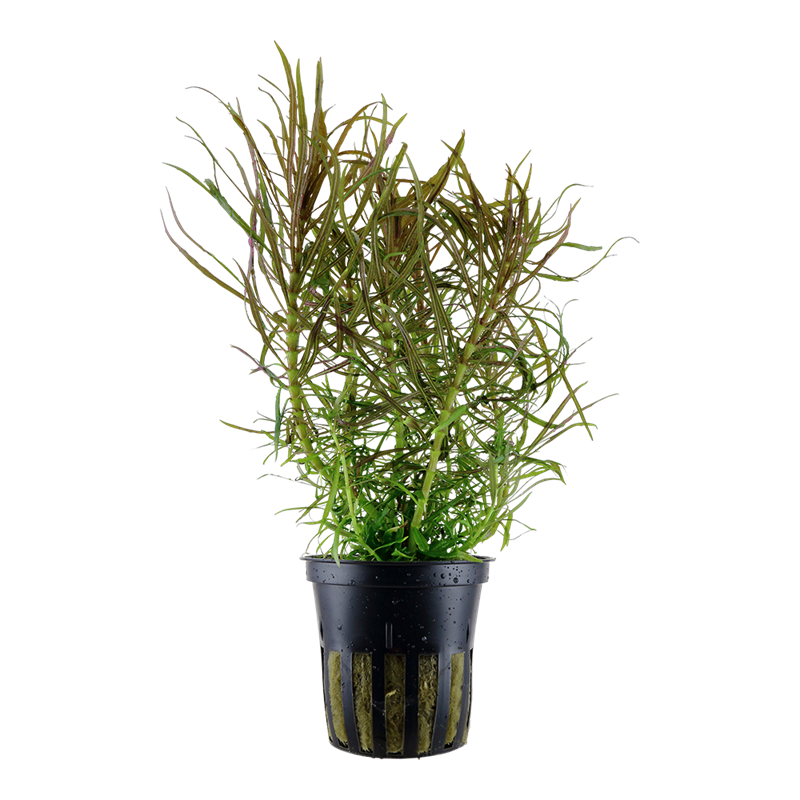 Tropica Pogostemon stellatus Potted Aquarium Plant for planted aquarium