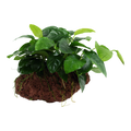 Tropica Anubias barteri nana Aquarium Plant on Rock for planted aquarium
