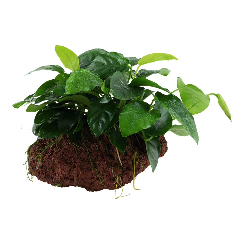 Tropica Anubias barteri nana Aquarium Plant on Rock for planted aquarium