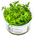 Tropica Rotala rotundifolia 'Green' 1-2-Grow Tissue Culture for planted aquarium