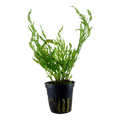 Tropica Bolbitis heudelotii Potted Aquarium Plant for planted aquarium