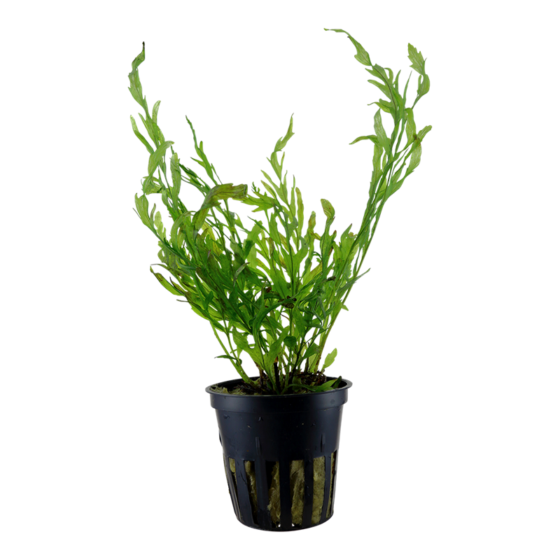 Tropica Bolbitis heudelotii Potted Aquarium Plant for planted aquarium