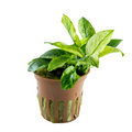 Tropica Anubias barteri var. nana ’Pinto’ Potted Aquarium Plant for planted aquarium
