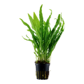 Tropica Microsorum pteropus Potted Aquarium Plant for planted aquarium