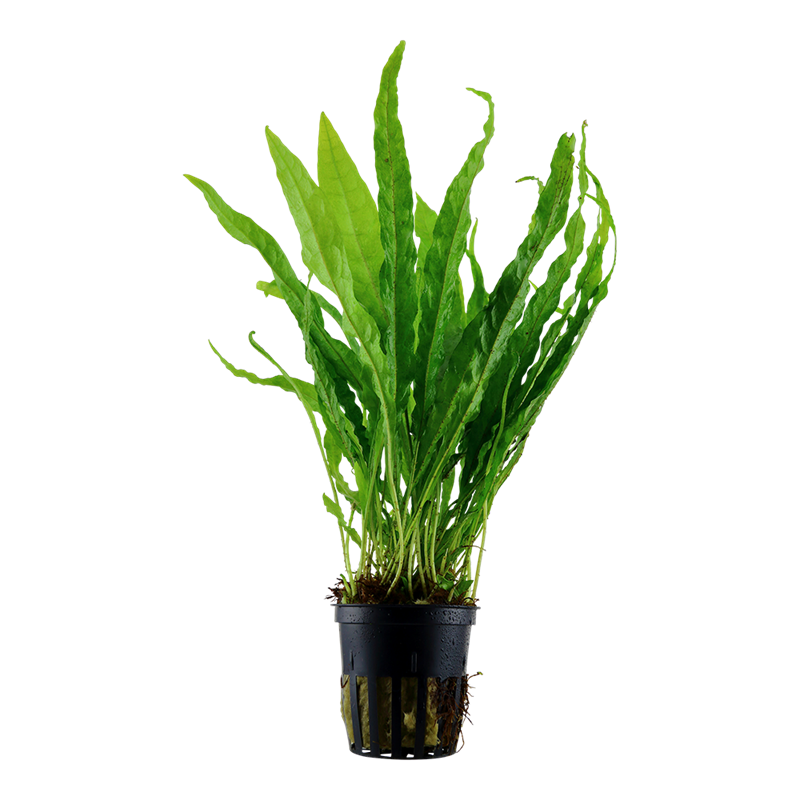 Tropica Microsorum pteropus Potted Aquarium Plant for planted aquarium
