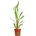 Tropica Cryptocoryne spiralis 'Red' Potted Aquarium Plant for planted aquarium